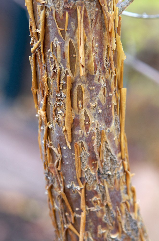 Chionanthus virginicus Bark JWB13.JPG