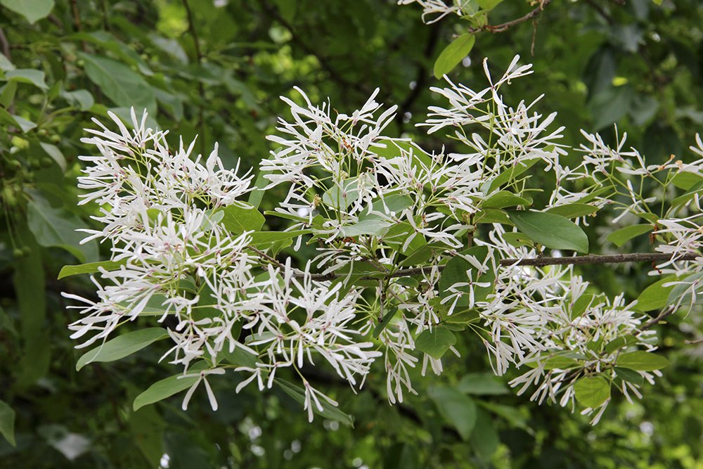 Chionanthus virginicus Flower AJJ16.JPG