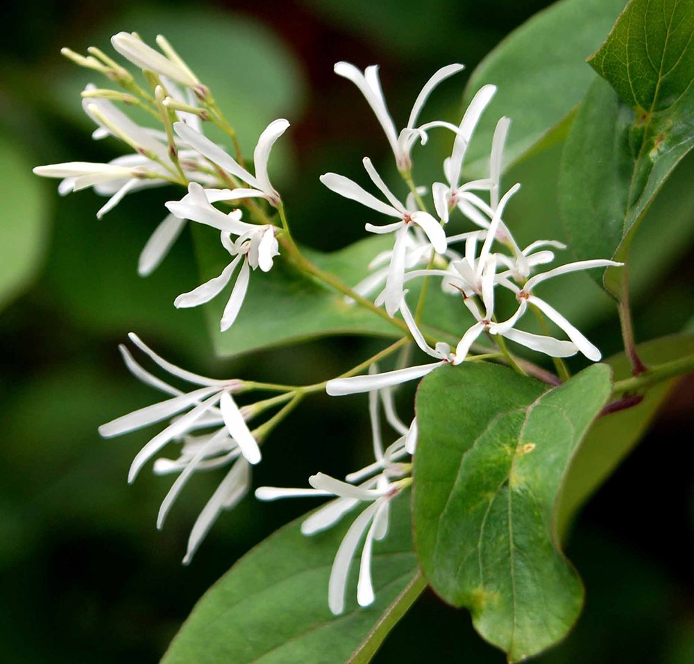 Chionanthus virginicus Flowers JWB.JPG