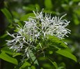 Chionanthus virginicus Flowers JWB14.JPG