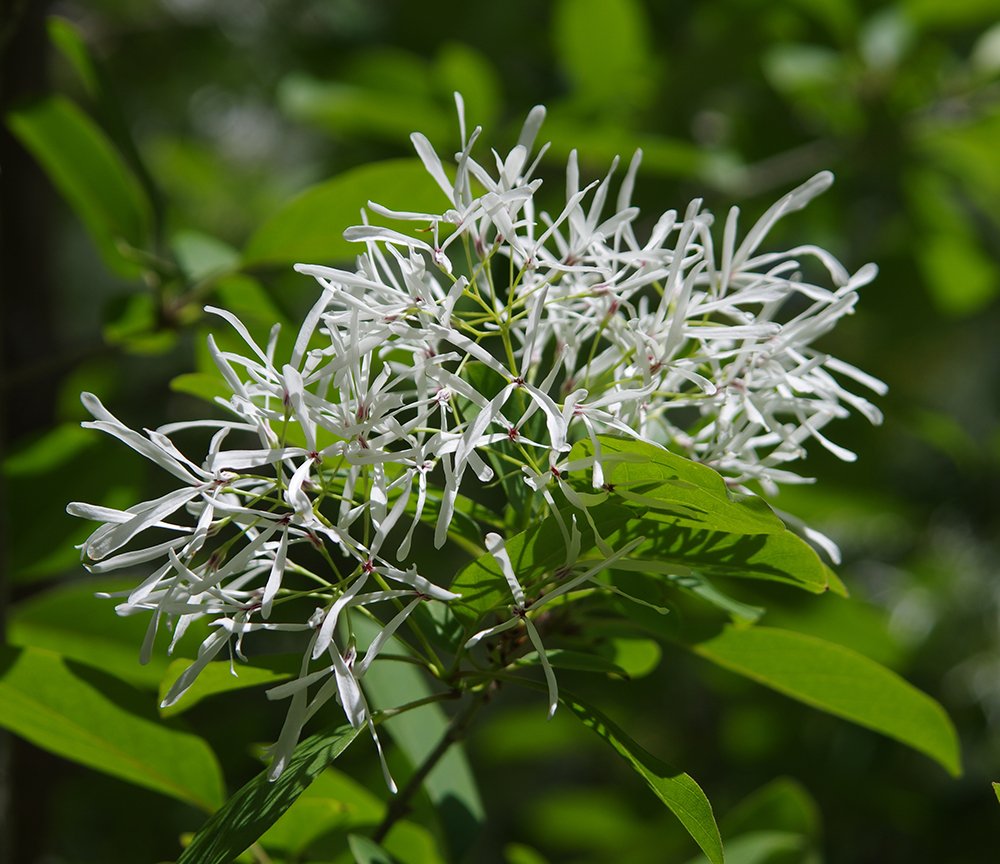Chionanthus virginicus Flowers JWB14.JPG
