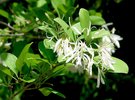 Chionanthus virginicus Flowers KA13.JPG