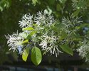 Chionanthus virginicus Flowers and Leaves JWB14.JPG