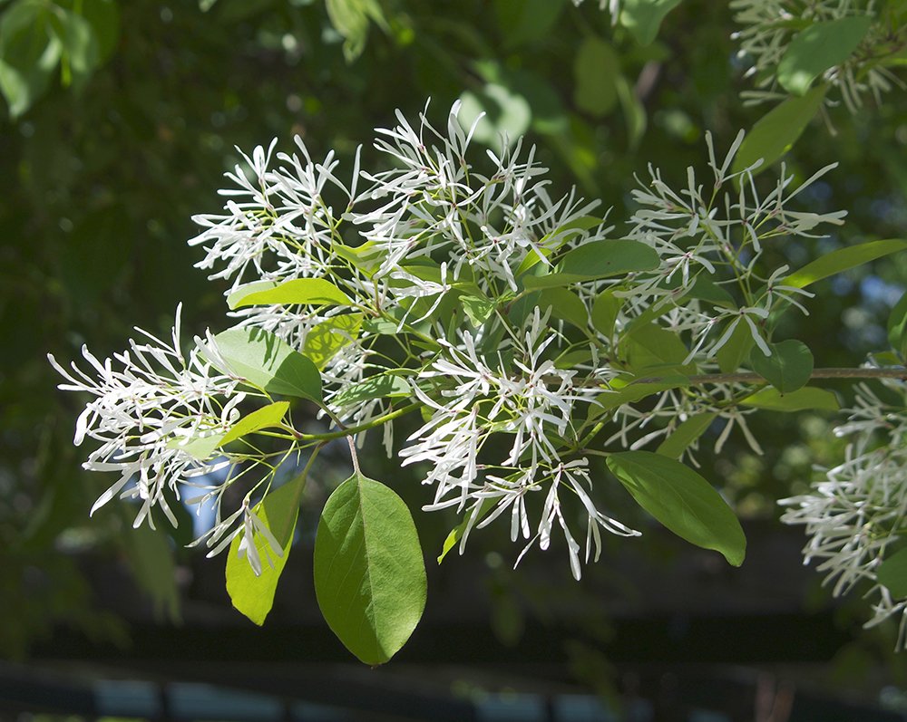 Chionanthus virginicus Flowers and Leaves JWB14.JPG