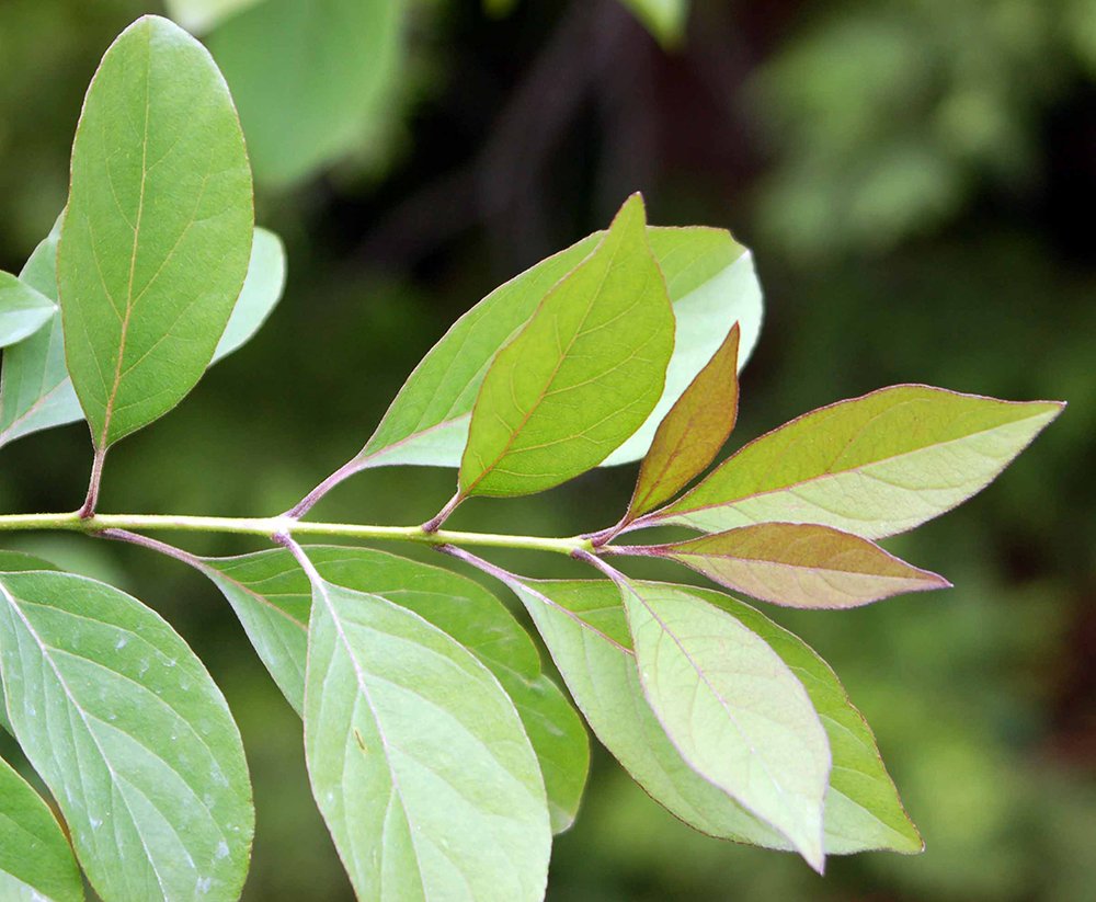 Chionanthus virginicus Leaves JWB.JPG