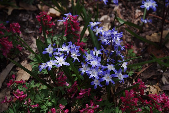 Chionodoxa-forbesii-&#x27;Blue-Giant&#x27;-Flower-Spring-HMS23