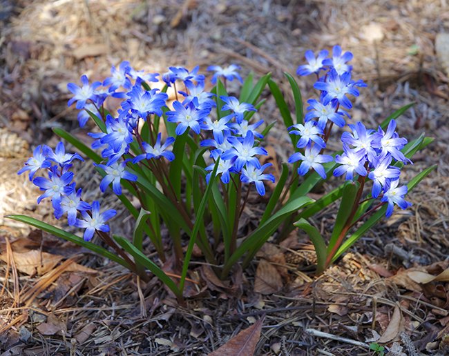 Chionodoxa-forbesii-&#x27;Blue-Giant&#x27;-Habit-in-Flower-2-Spring-JWB24