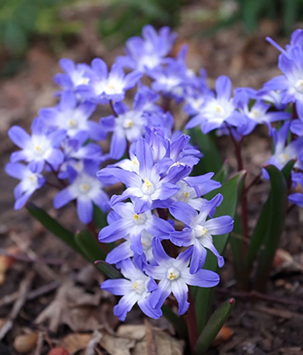 Chionodoxa-forbesii-'Blue-Giant'-Heidi-Simper1