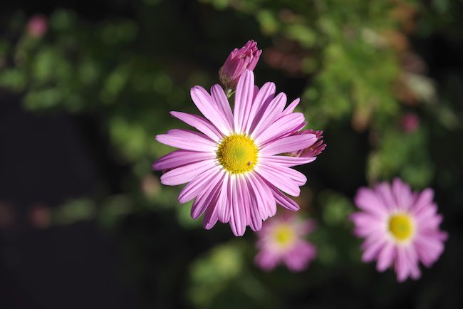 Chrysanthemum-×-morifolium-&#x27;Ryan&#x27;s-Pink&#x27;-Flower-1-JWB22