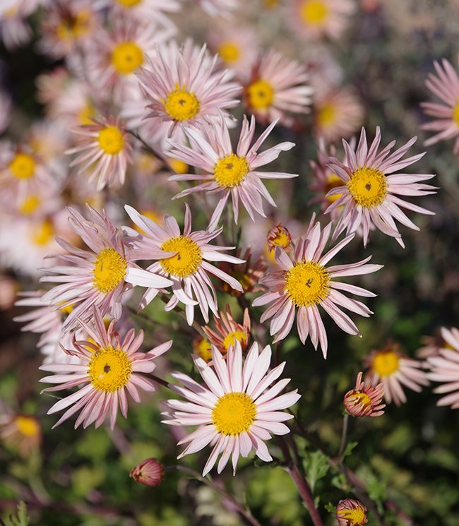Chrysanthemum-&#x27;Hillside-Sheffield-Pink&#x27;-Flowers-1-JWB23