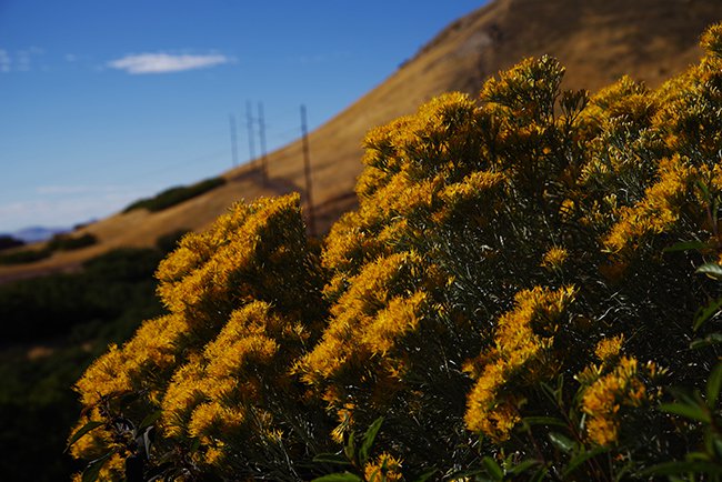 Chrysothamnus-nauseosus-Flower-Fall-HMS22