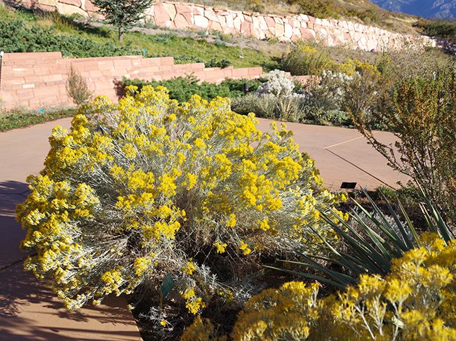 Chrysothamnus