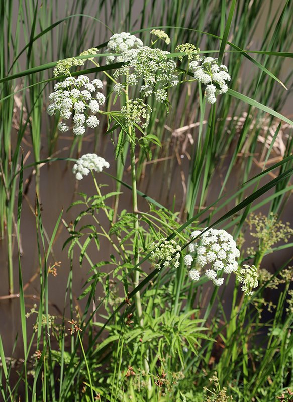 Cicuta-maculata-Habit-in-Flower-2-JWB23