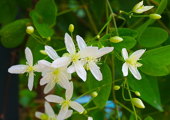 Clematis-terniflora-Flower-Summer-HMS21 copy 2.jpg