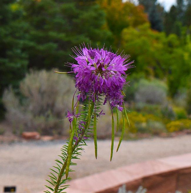 Cleome-serrulata-Flower-Summer-HMS21.jpg