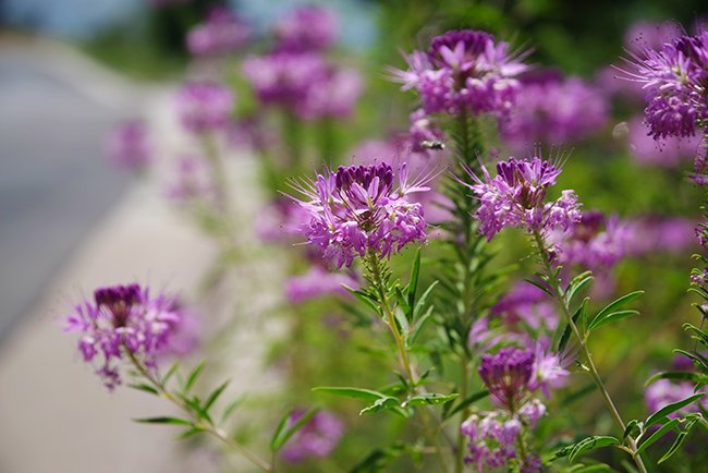 Cleome-serrulata-Flower-Summer-HMS24