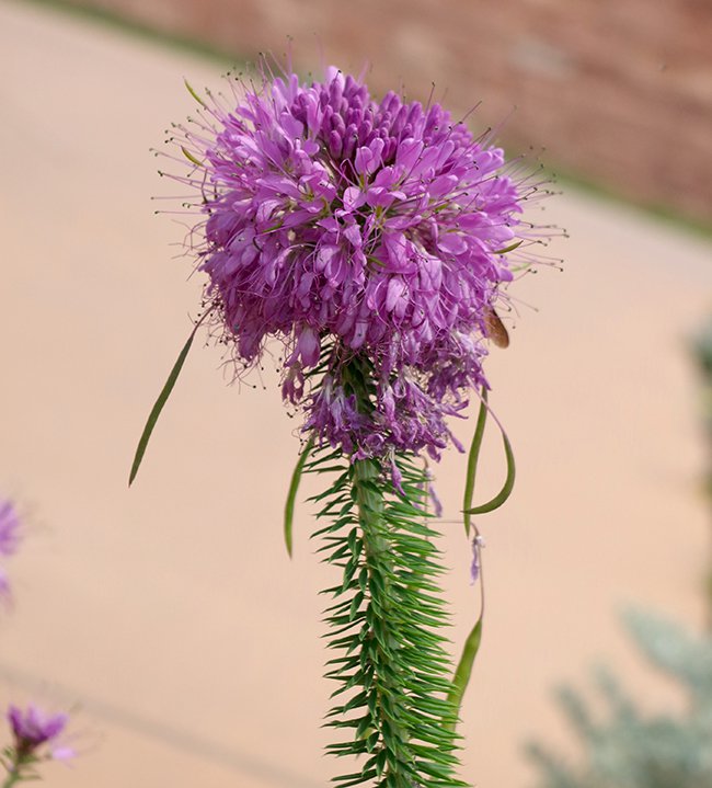 Cleome-serrulata-Flowers-1-JWB21.JPG