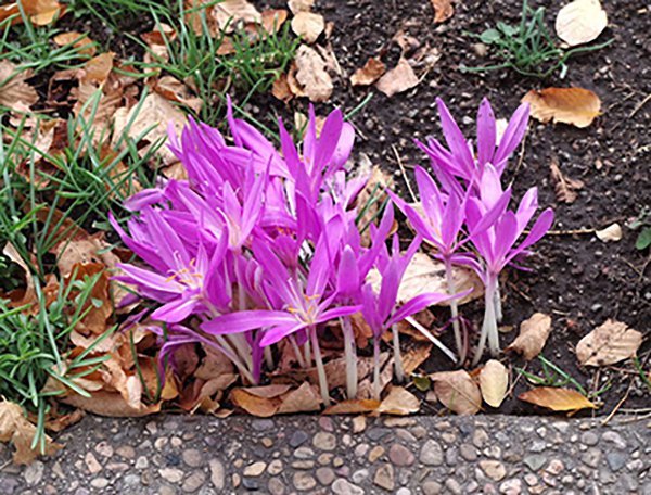 Colchicum-autumnale-Jason-Baker