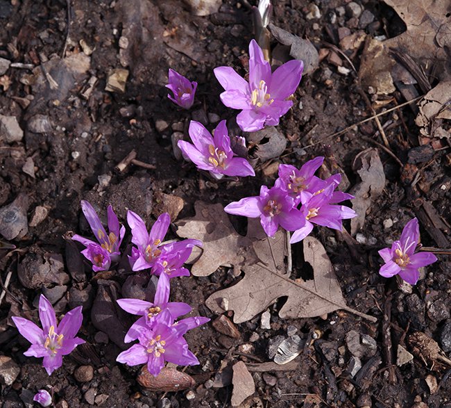 Colchicum-bulbocodium-Flowers-1-JWB23