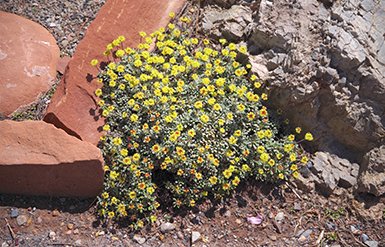 Eriogonum Collection Pic