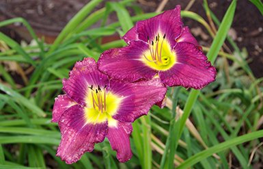 Hemerocallis Collections Pic