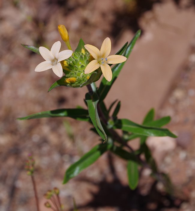 Collomia-grandiflora-Flowers-2-JWB22