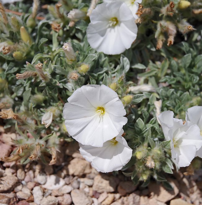 Convolvulus-compactus-Flowers-1-JWB22