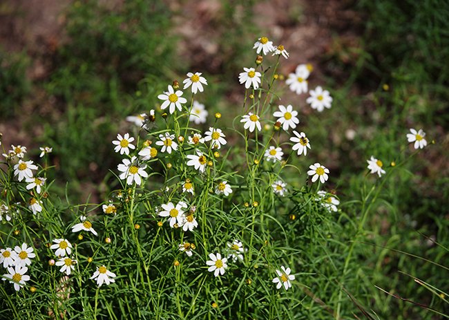 Summer, Slow Down - Red Butte Garden