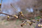 Cornus-mas-Flower-Bud-Spring-2-HMS19.JPG