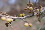 Cornus-mas-Flower-Bud-Spring-3-HMS19.JPG