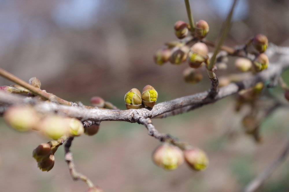 Cornus-mas-Flower-Bud-Spring-3-HMS19.JPG