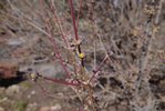 Cornus-mas-Flower-Bud-Spring-5-HMS19.JPG