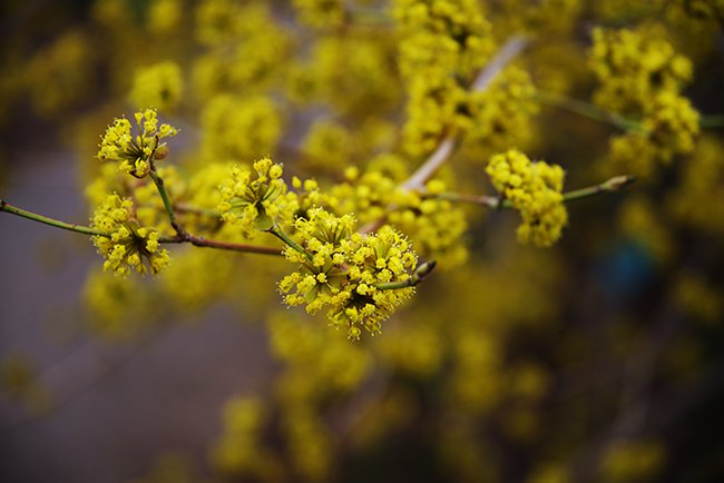 Cornus-mas-Flower-Spring-HMS22