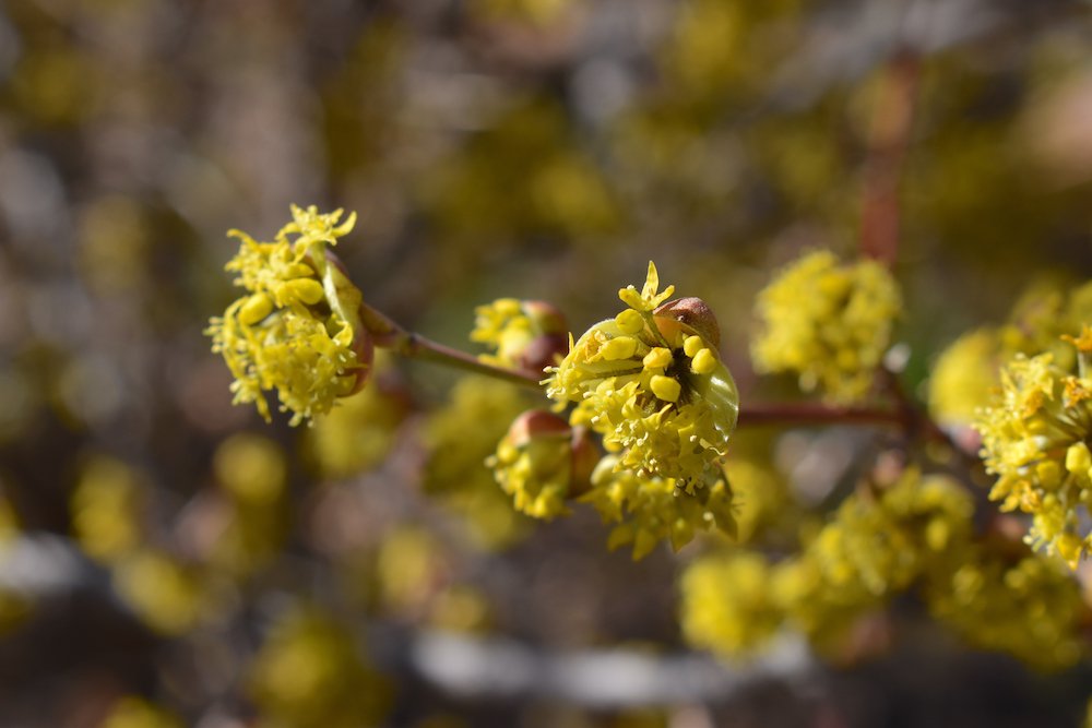 Cornus-mas-Flowers-1-JWB21.JPG