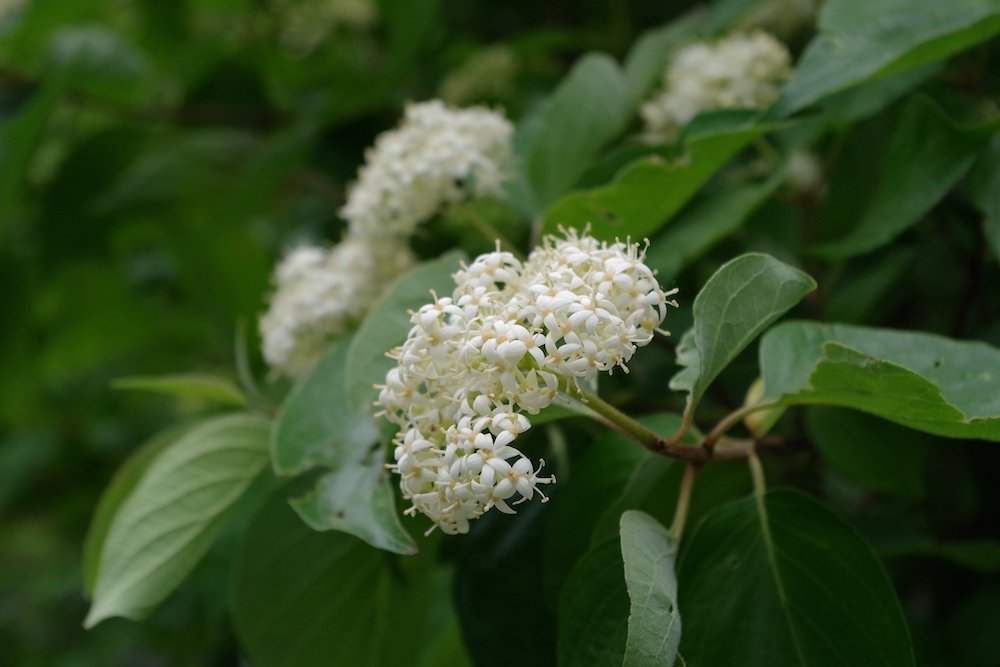 Cornus-racemosa-Flowers-1-SUM19.JPG