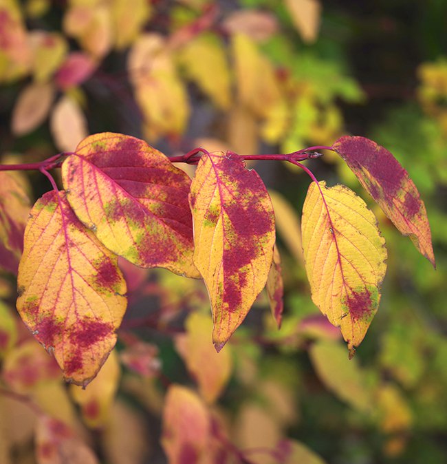 Cornus-sericea-Fall-Colors-4-JWB22