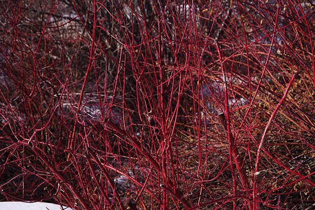 Cornus-sericea-Winter-HMS23