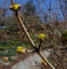 Cornus mas Flower Buds MLO.JPG