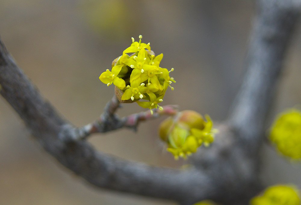 Cornus mas Flowers 2 JWB14.JPG