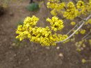 Cornus mas Flowers 2 JWB15.JPG