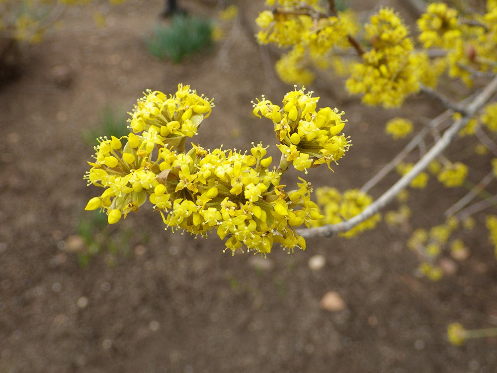 Cornus mas Flowers 2 JWB15.JPG
