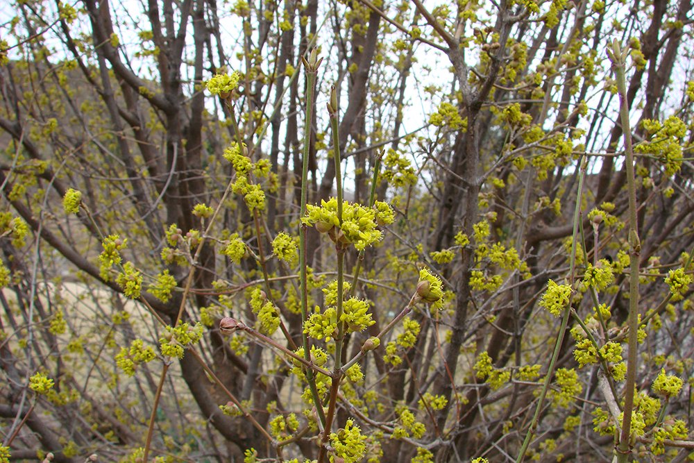 Cornus mas Flowers JW12.JPG