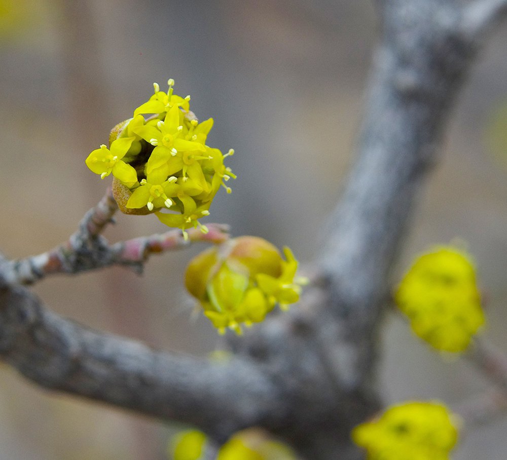 Cornus mas Flowers JWB14.JPG