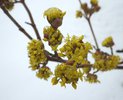 Cornus mas Flowers JWB15.JPG