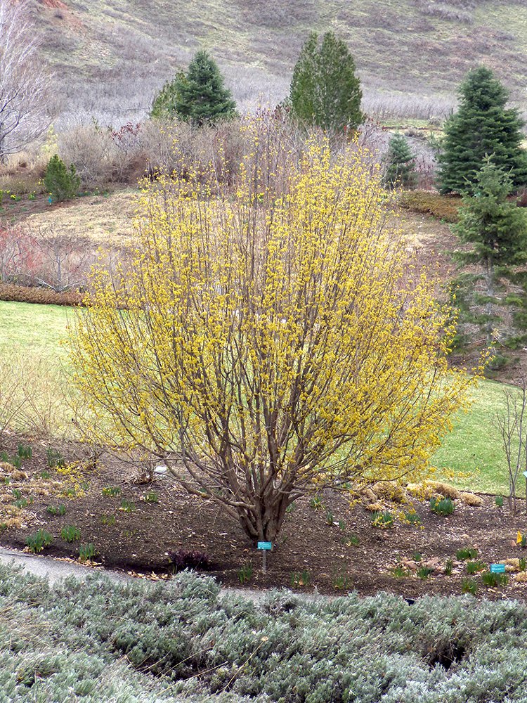 Cornus mas Habit in Flower JWB16.JPG