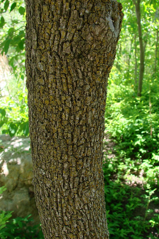 Cornus racemosa Bark JWB12.JPG