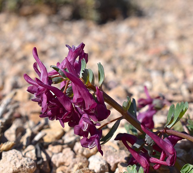 Corydalis-&#x27;Purple-Bird&#x27;-Flowers-1-JWB21.JPG