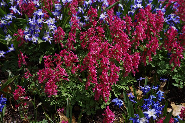 Corydalis-solida-&#x27;Beth-Evans&#x27;-Flower-Spring-HMS23