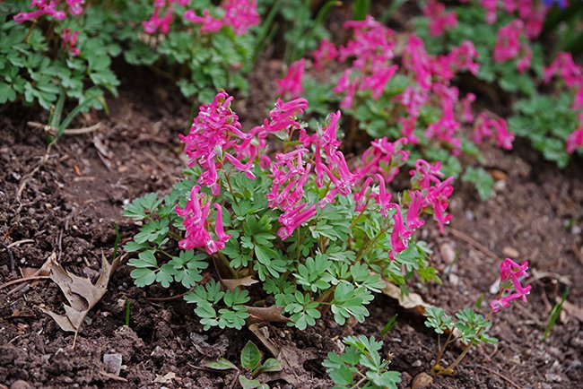 Corydalis-solida-&#x27;Beth-Evans&#x27;-Habit-Spring-HMS22