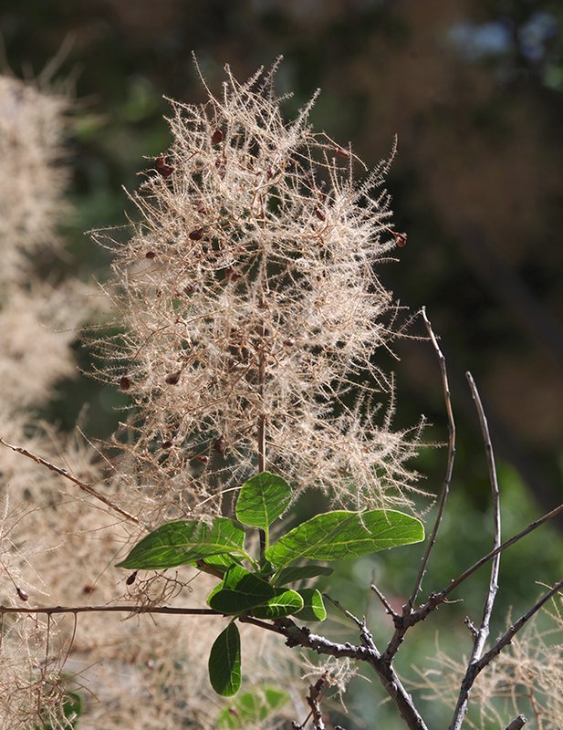 Cotinus-coggygria-&#x27;Ancot&#x27;-Fruits-1-JWB22